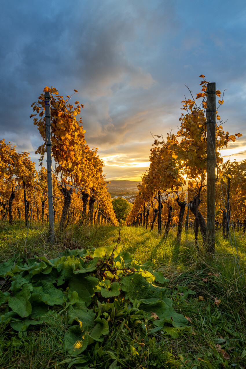 grapevines shine golden in autumn