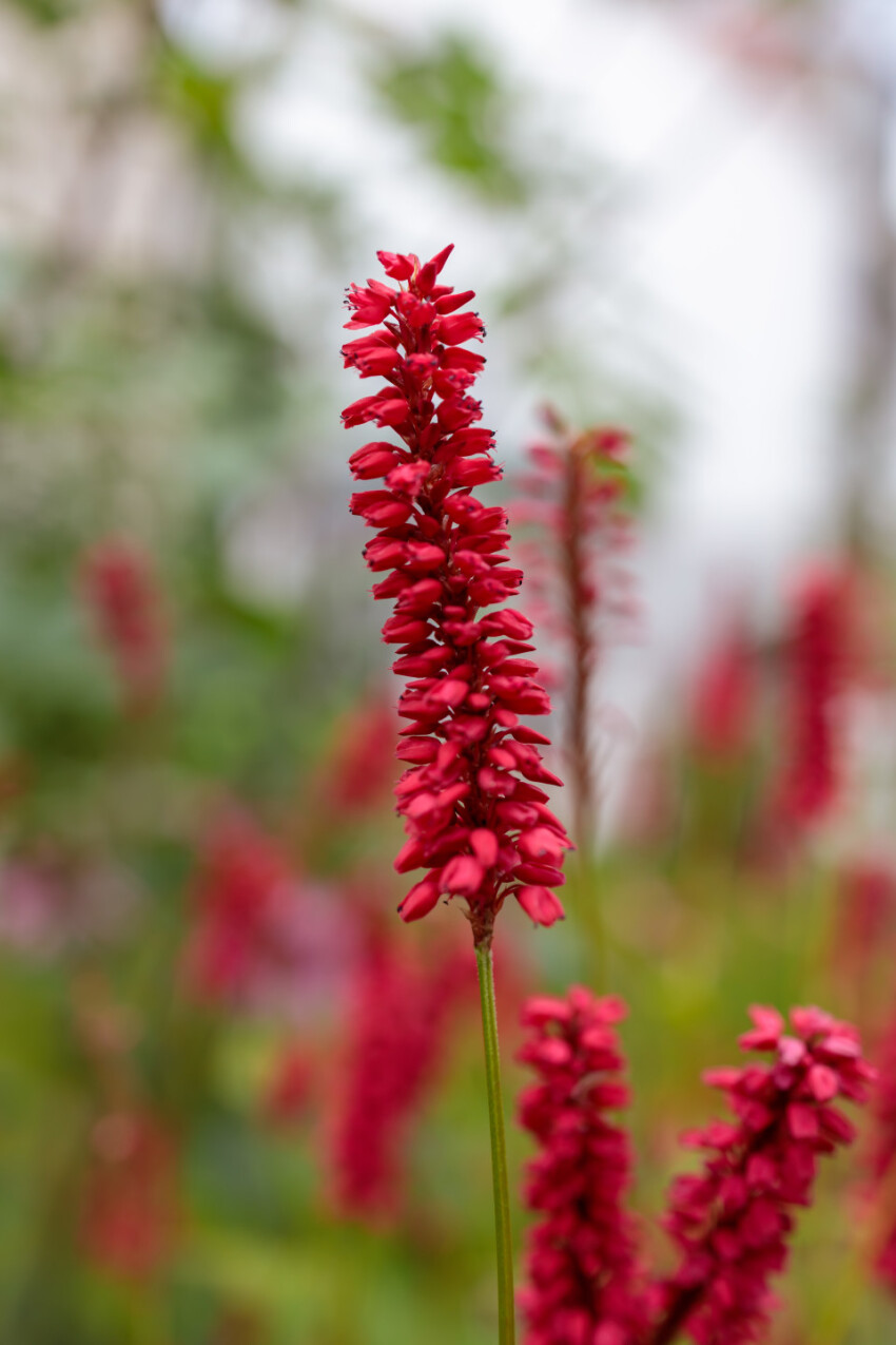 Red ornamental lupins