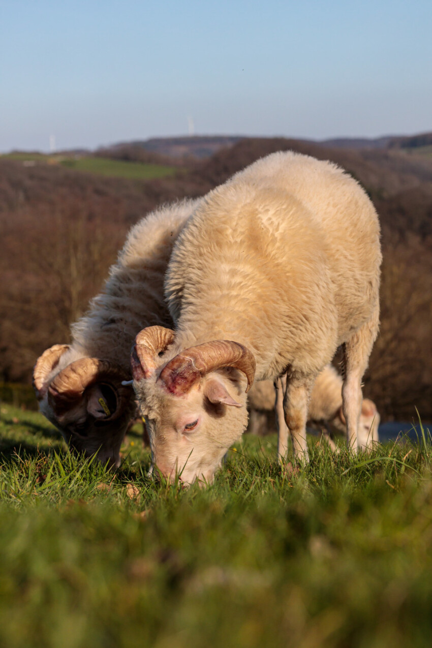 Grazing sheep in the meadow