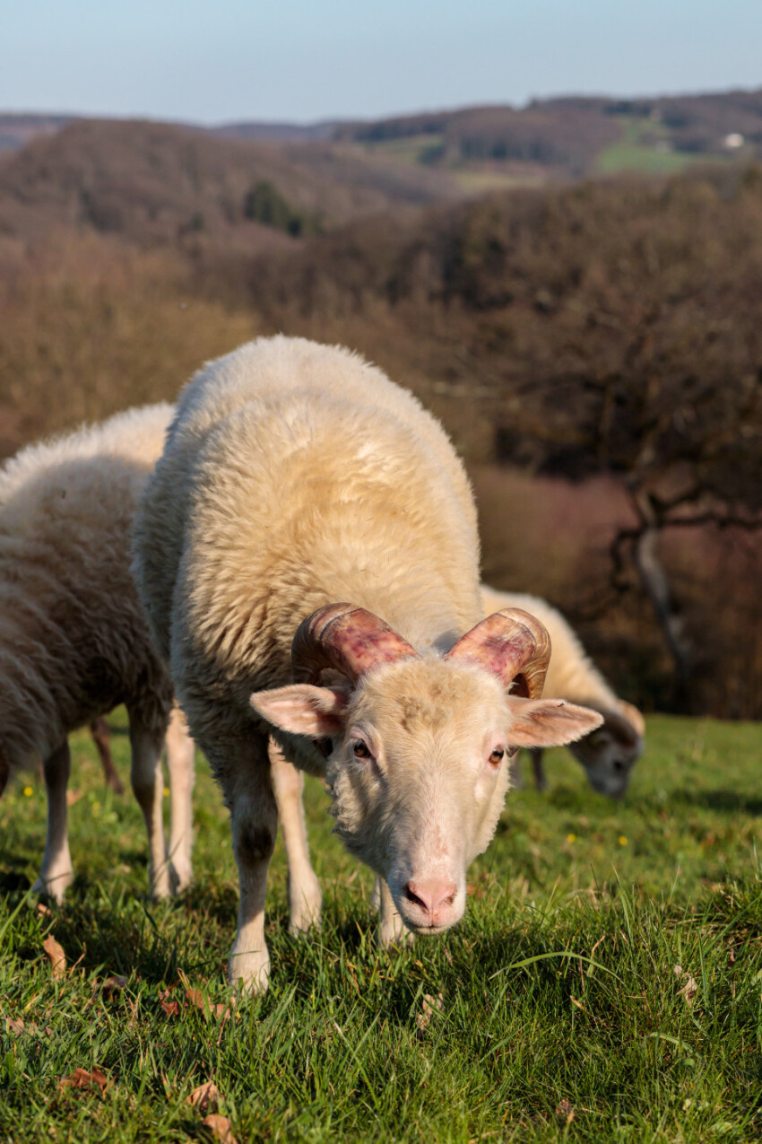 White grazing sheep in the meadow