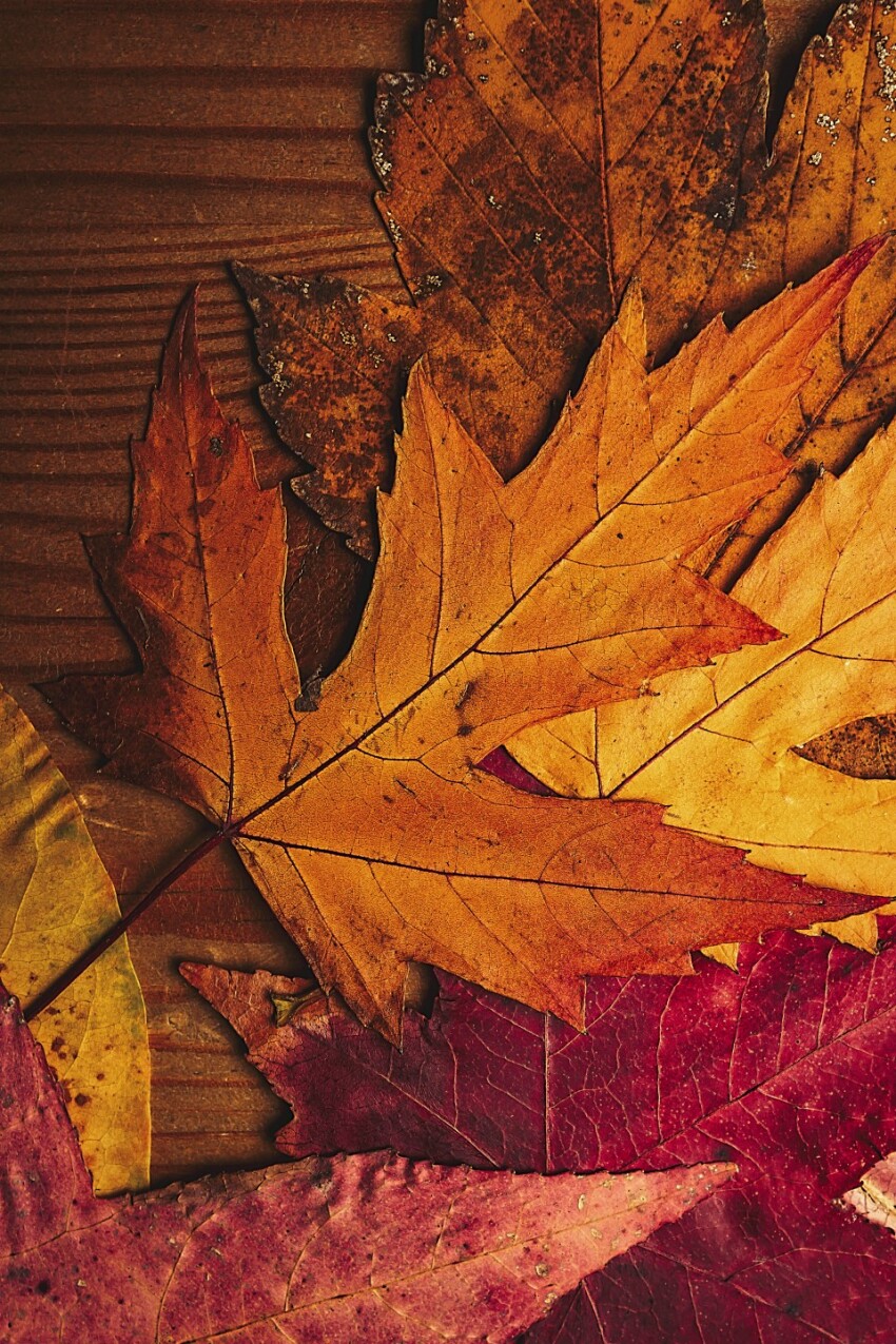 dried leaves on wooden board