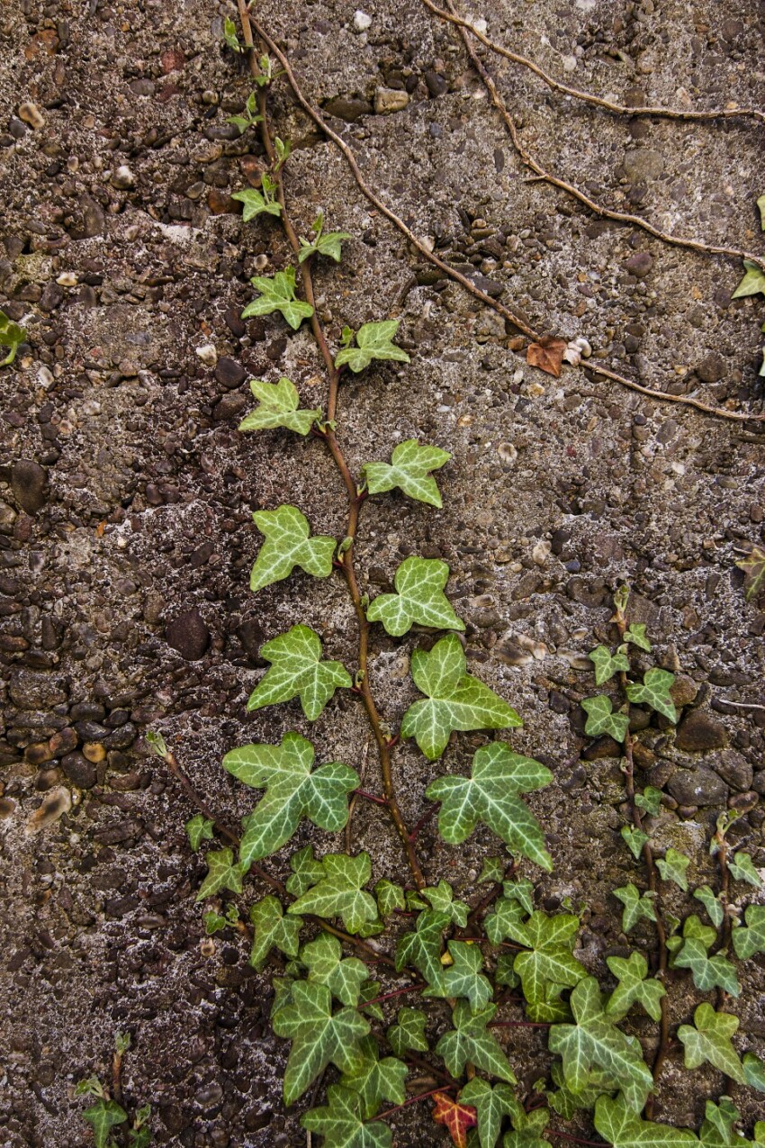 ivy on wall