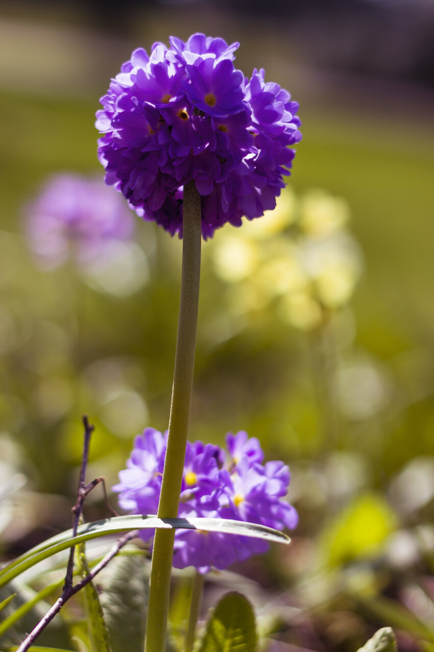 beautiful purple ball primrose