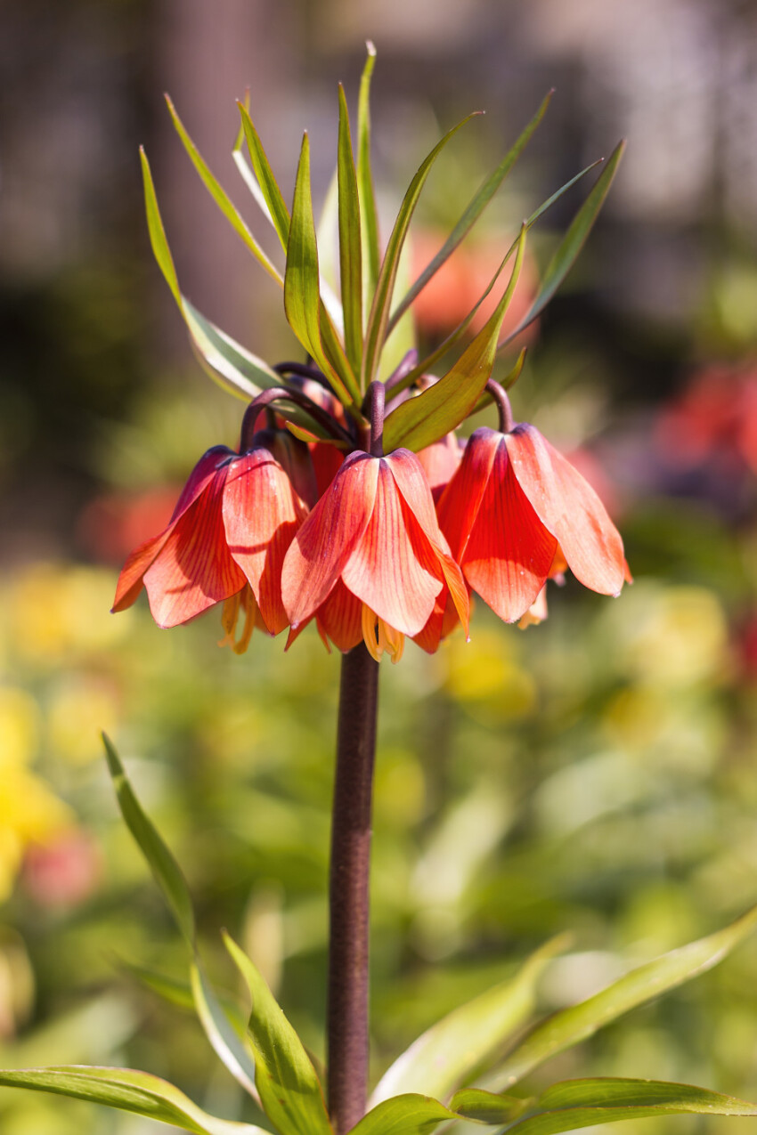 red bellflower in spring