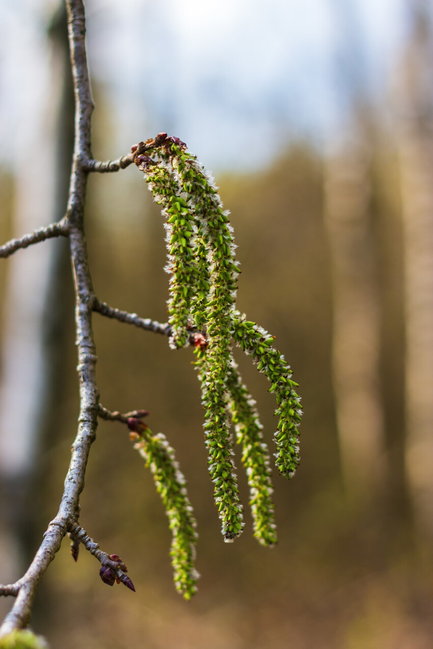 cottonwood populus