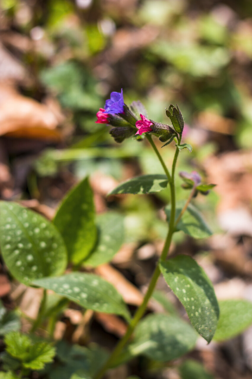 Little violet flowers of lungwort (Pulmonaria officinalis) - medicinal plant
