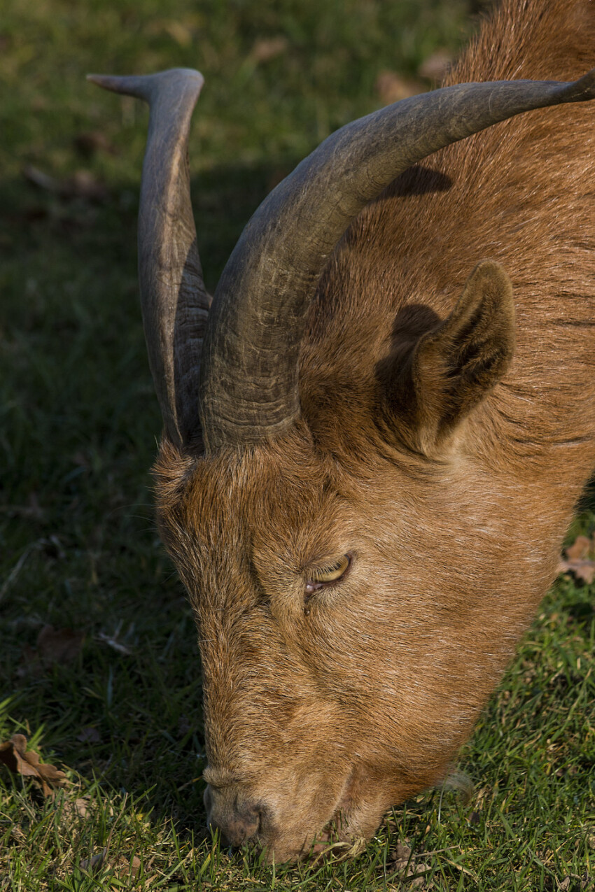 goat grazes