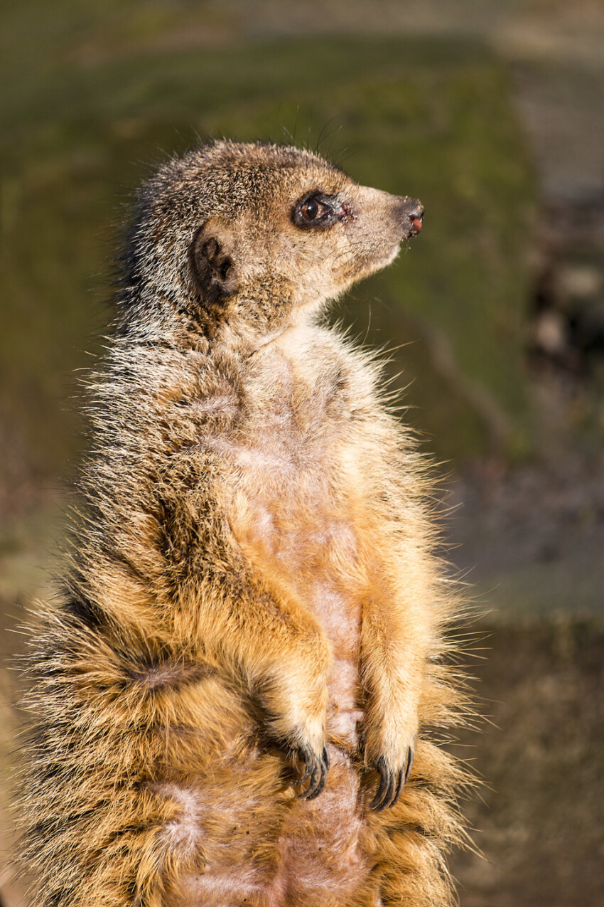 meerkat stands