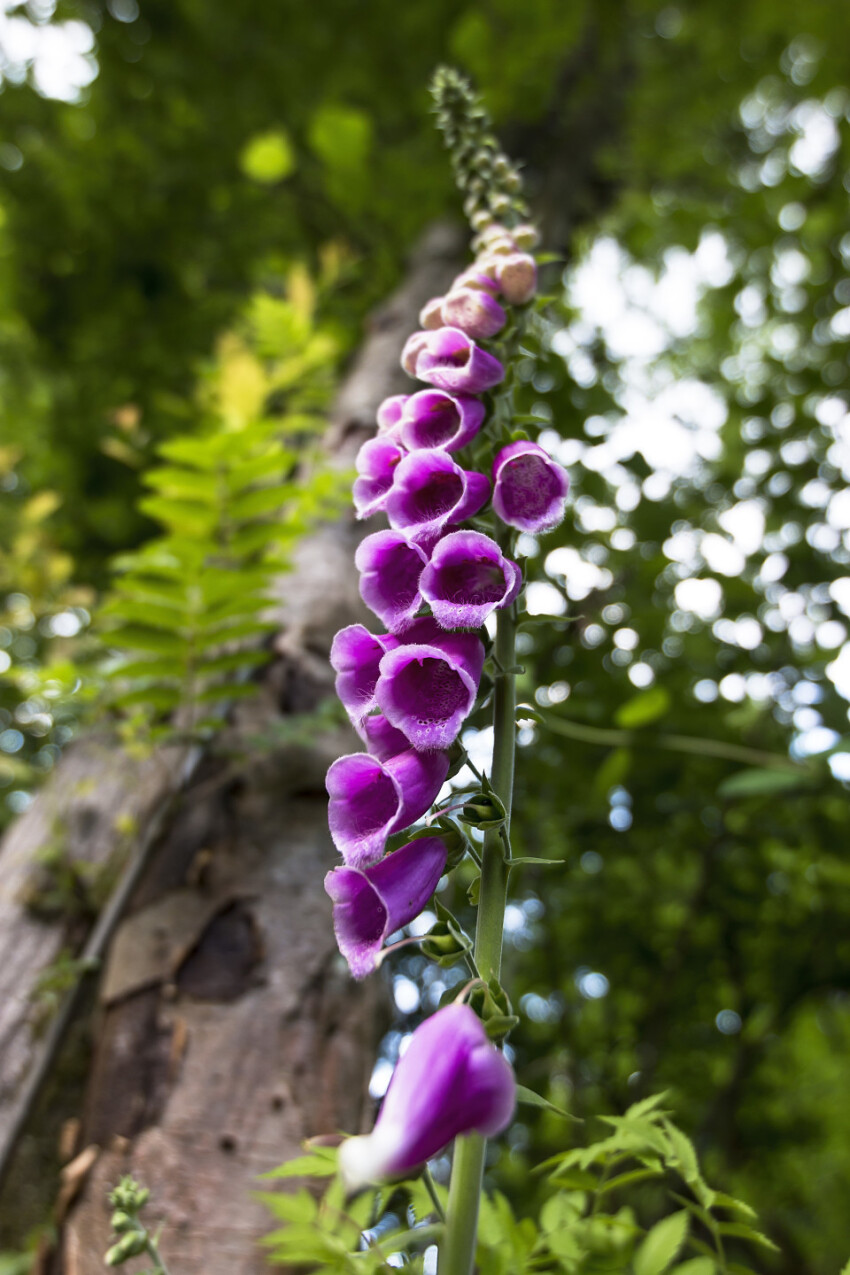 close view of Digitalis purpurea flower (foxglove, common foxglove, purple foxglove or lady's glove)