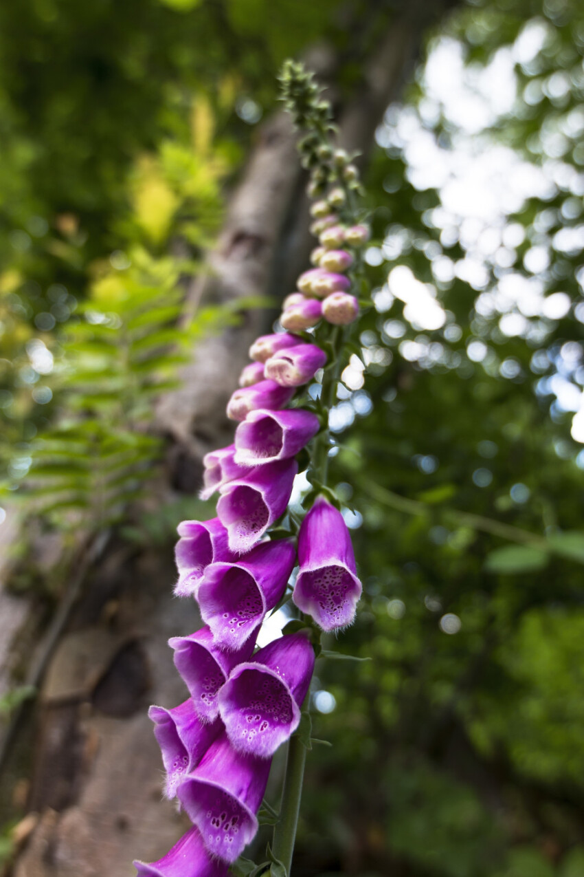 close view of Digitalis purpurea flower (foxglove, common foxglove, purple foxglove or lady's glove)