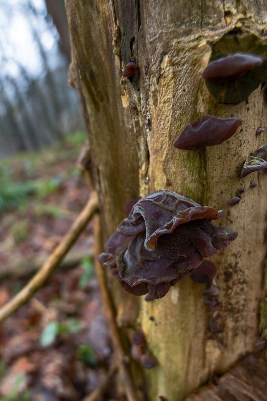 Mushrooms on mossy bark of old tree