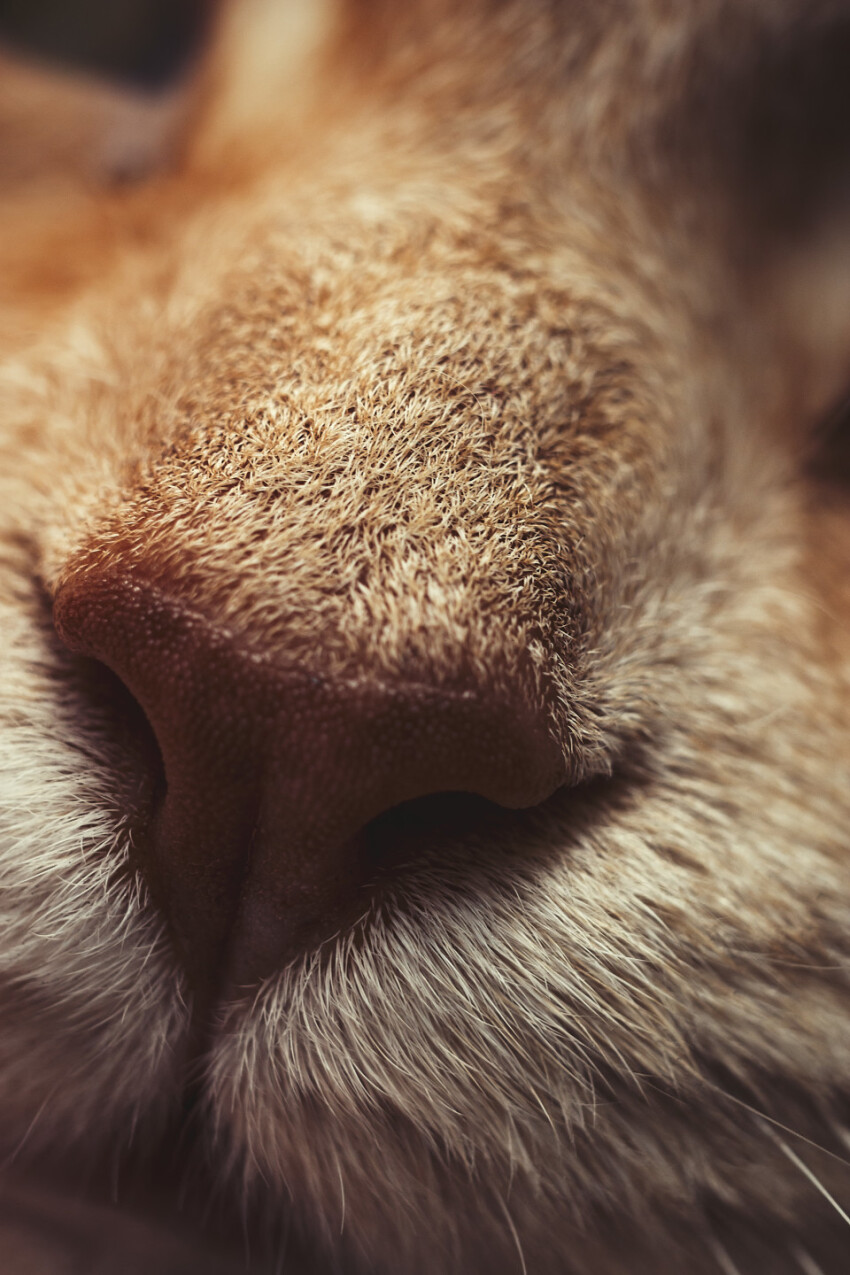macro shot of a cat nose