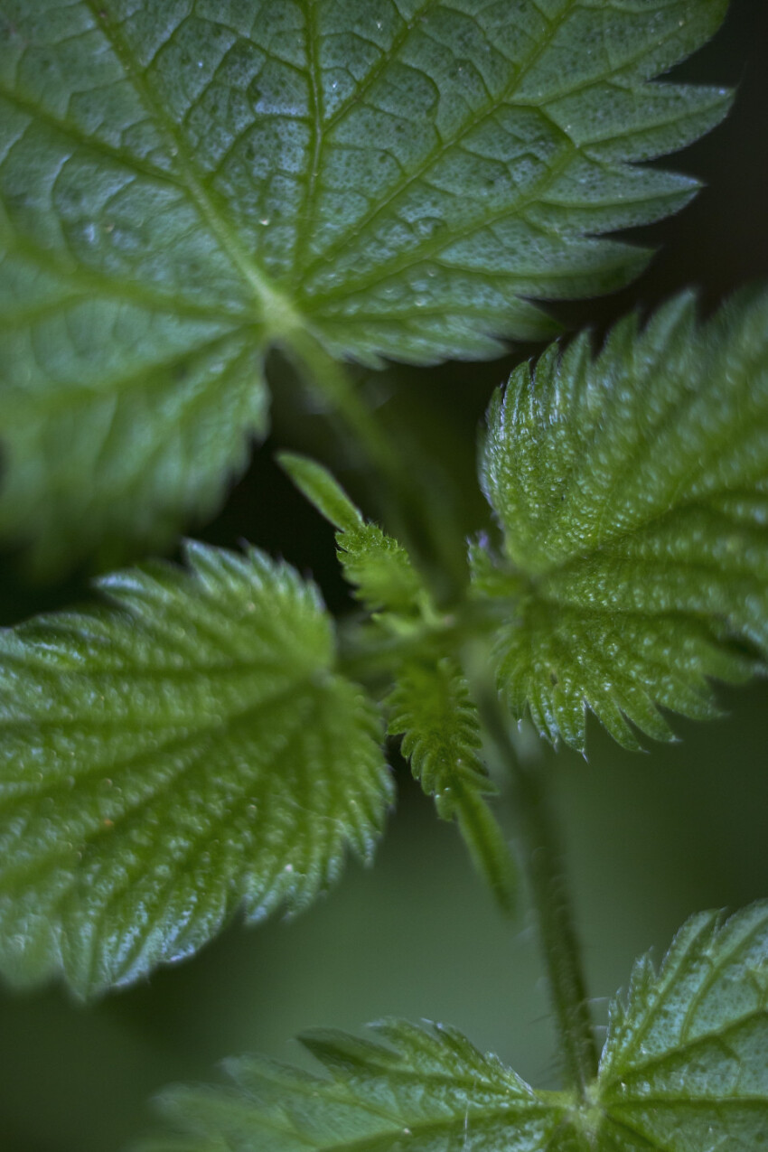 nettles leaves macro