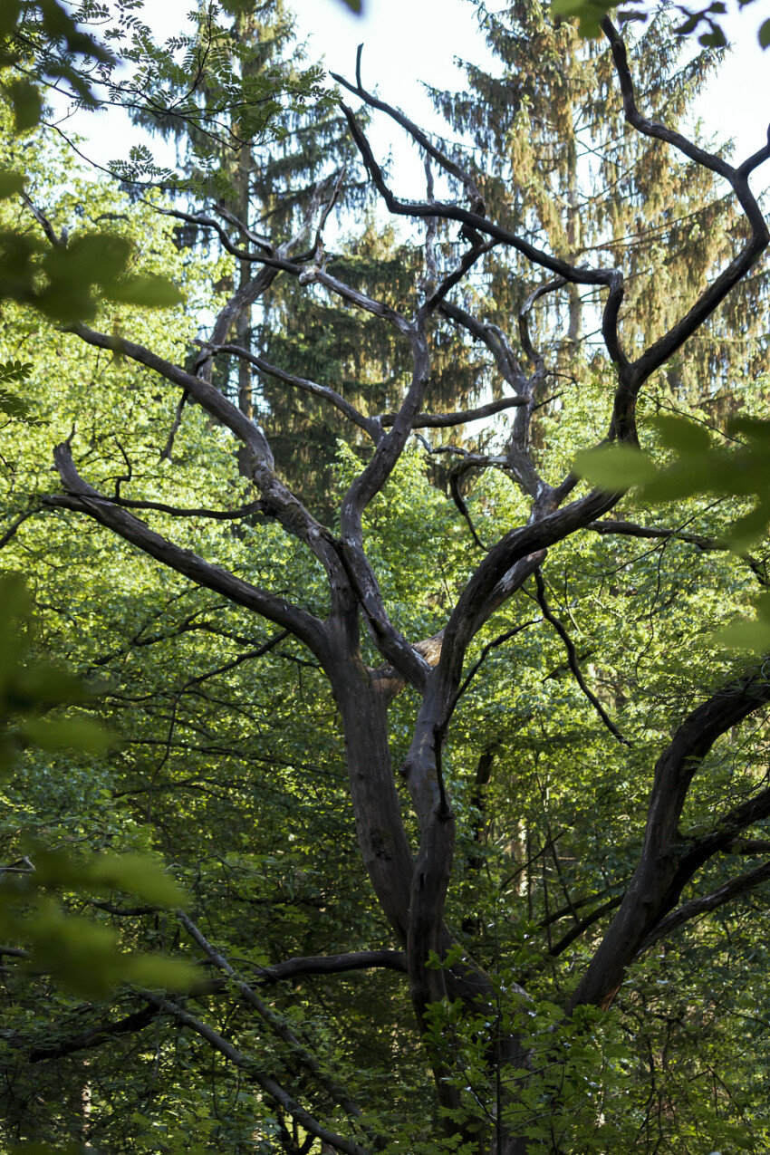 dead tree in the middle of a german forest