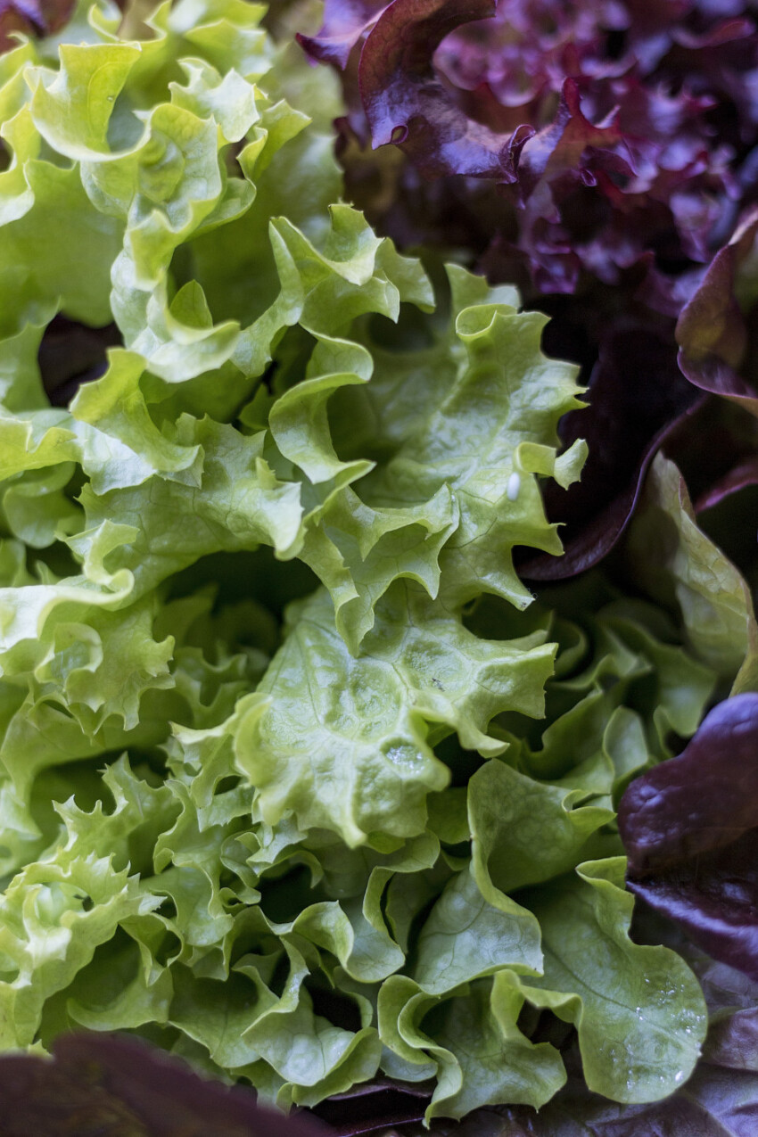 Lollo Rosso und Lollo bianco / bionda salad