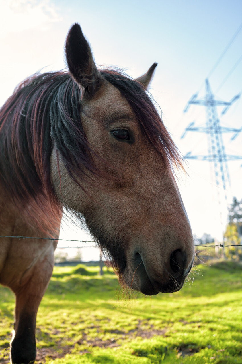 Portrait of a horse on a field