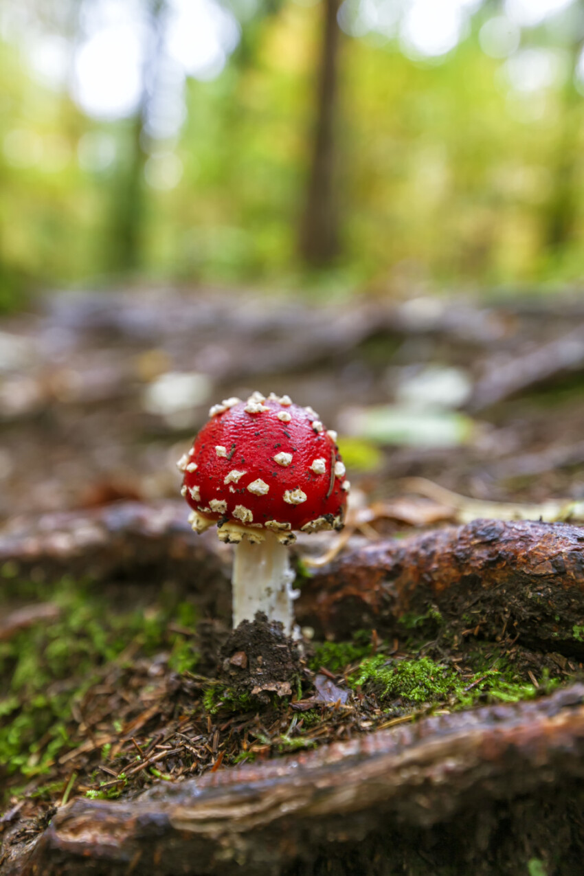 fly agaric mushroom on forest floor