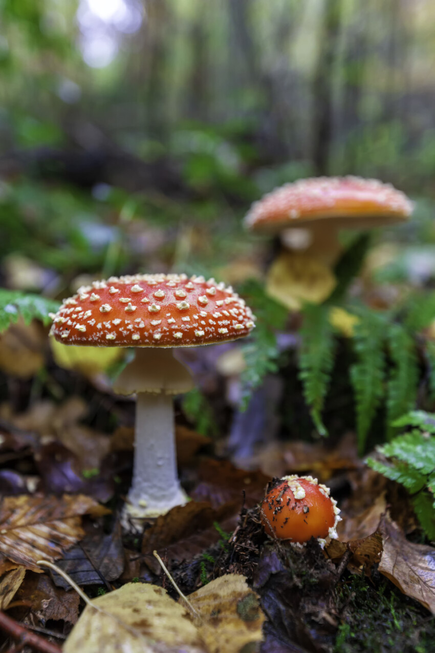 fly agaric mushroom in a german forest at the fall season
