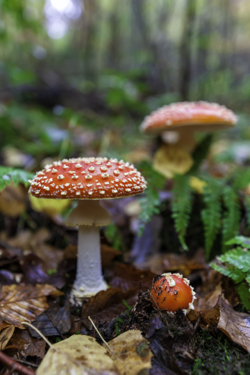 fly agaric mushroom in a german forest at the fall season