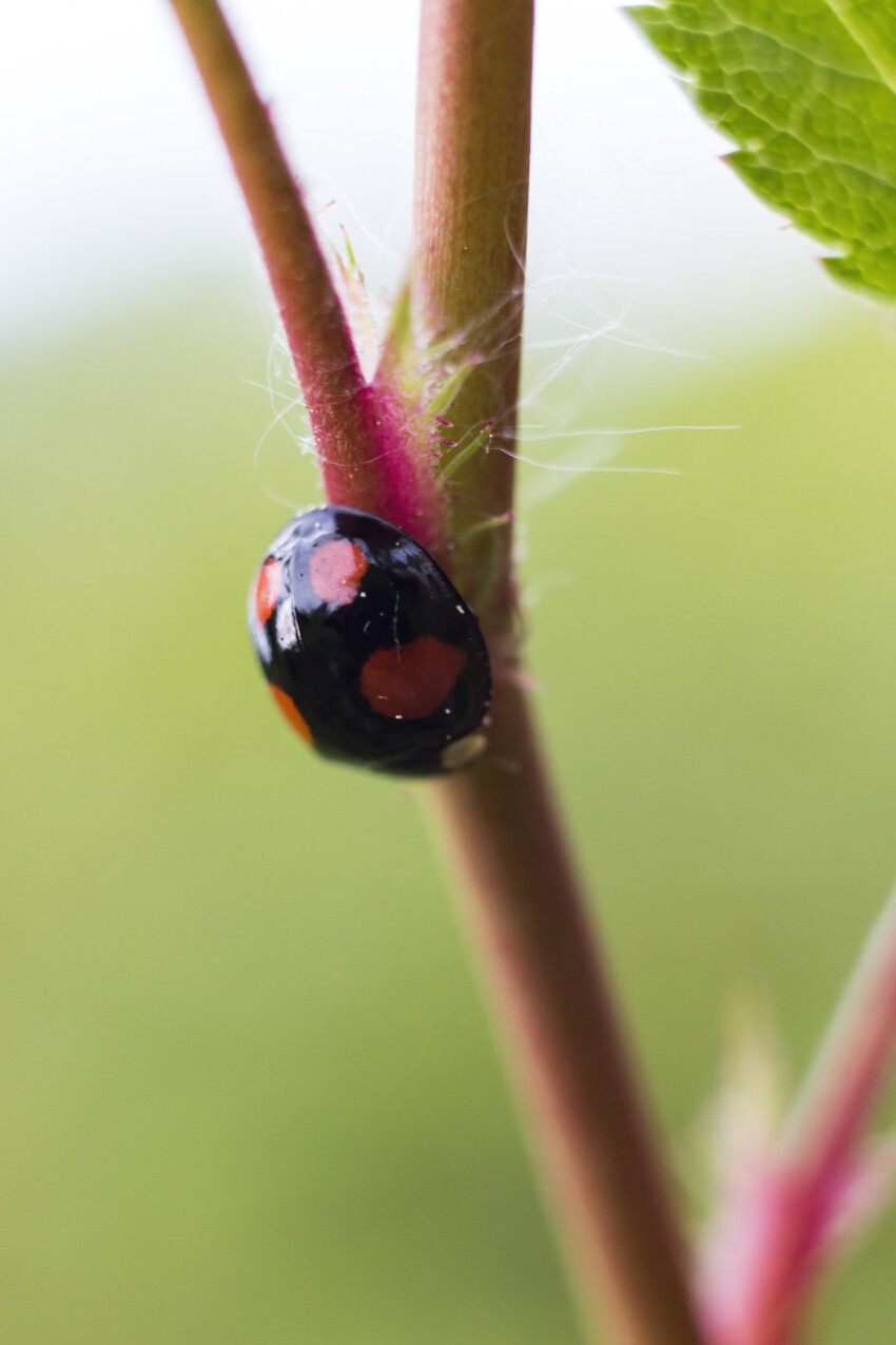 black ladybug - Chilocorus stigma or twice-stabbed ladybug