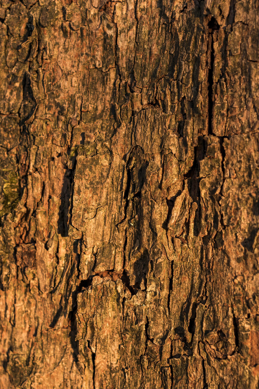 tree bark texture in forest