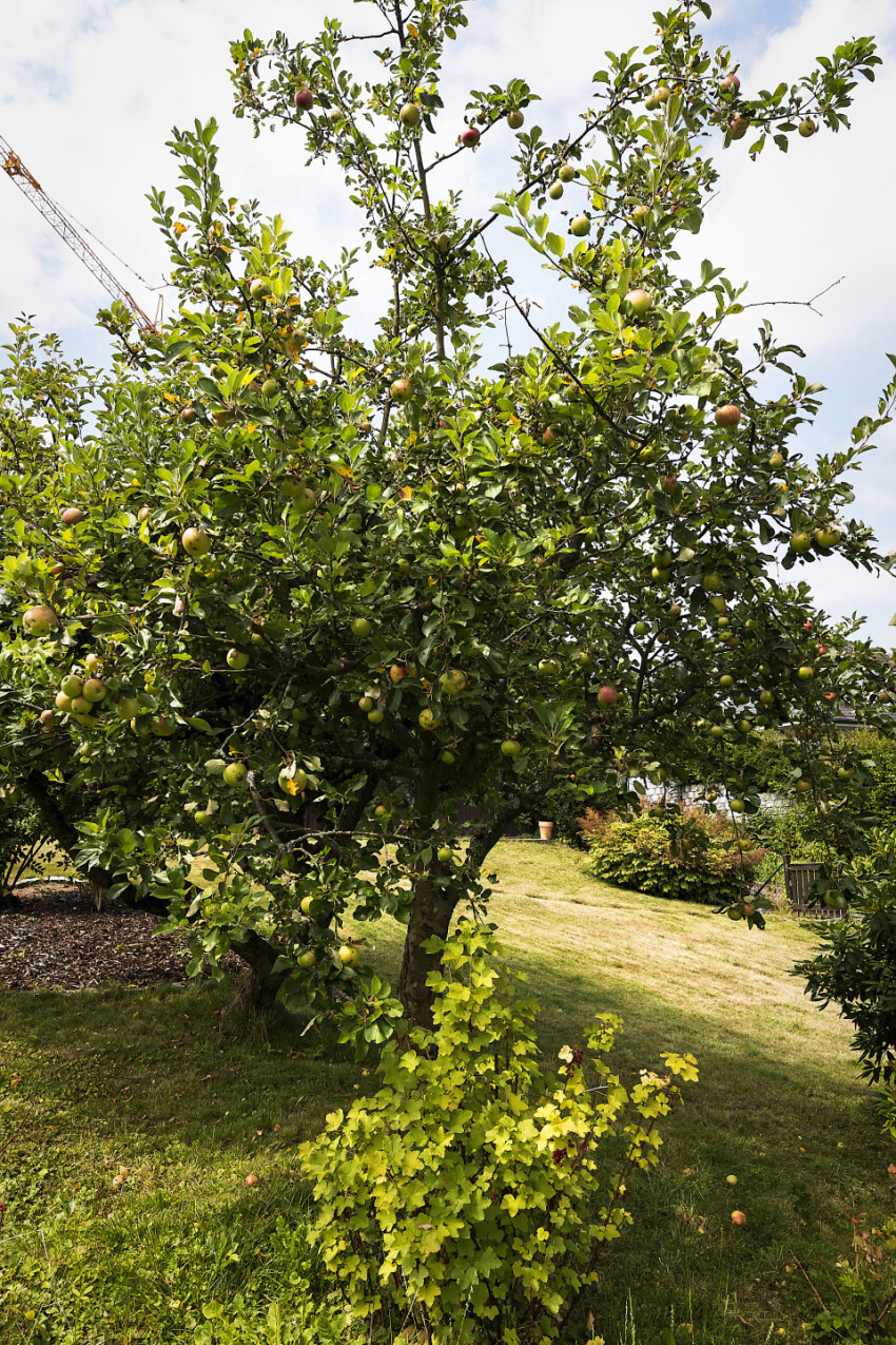 appletree in garden