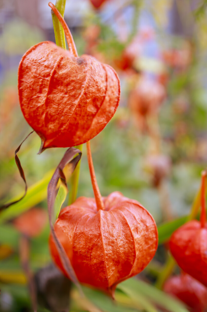 Physalis peruviana - Cape gooseberry, goldenberry or physalis