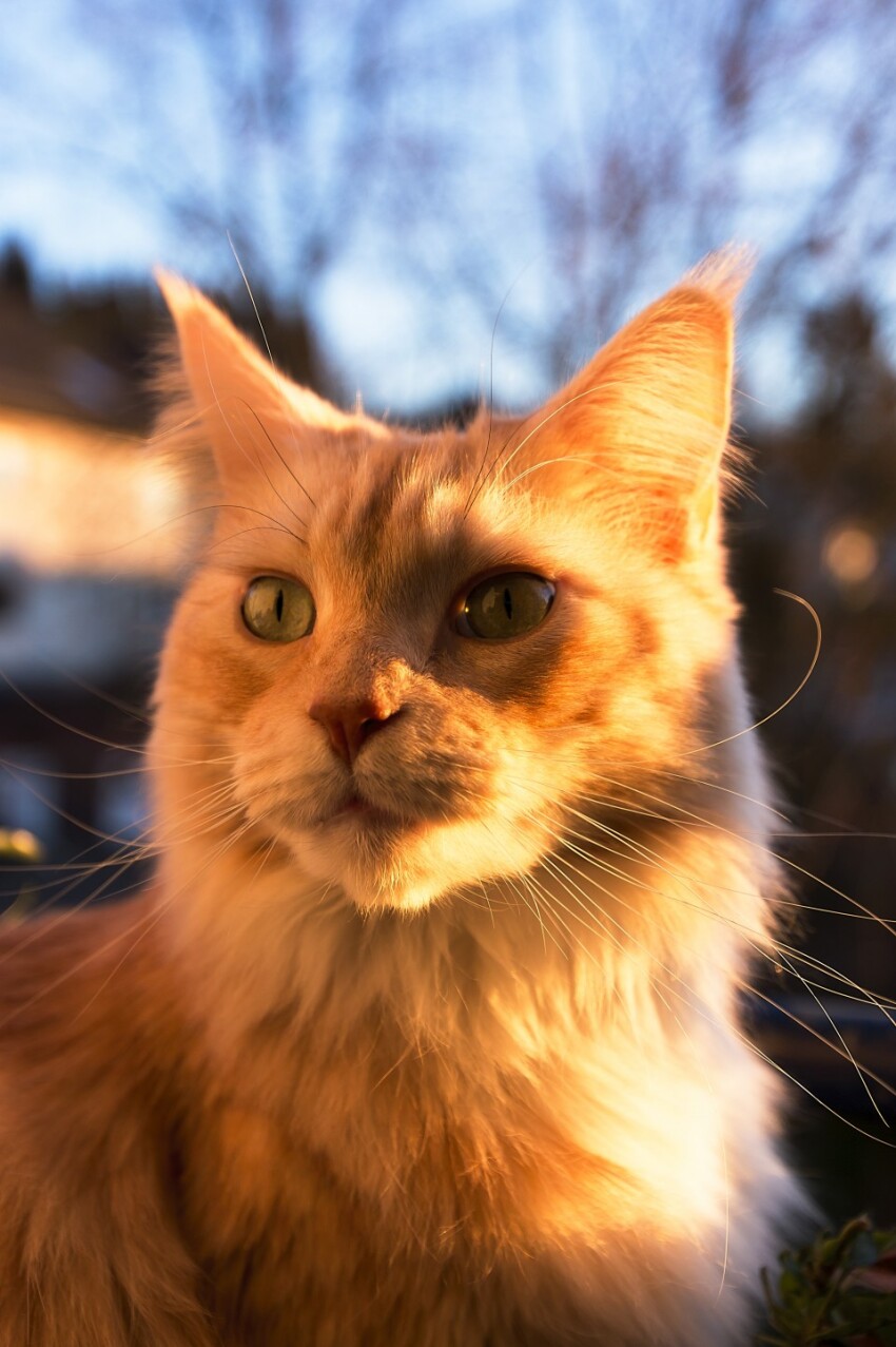 Maine Coon Cat sitting by sunset Portrait