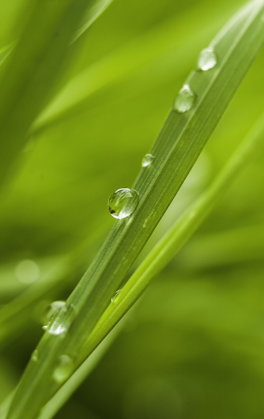dew drops on grass springtime