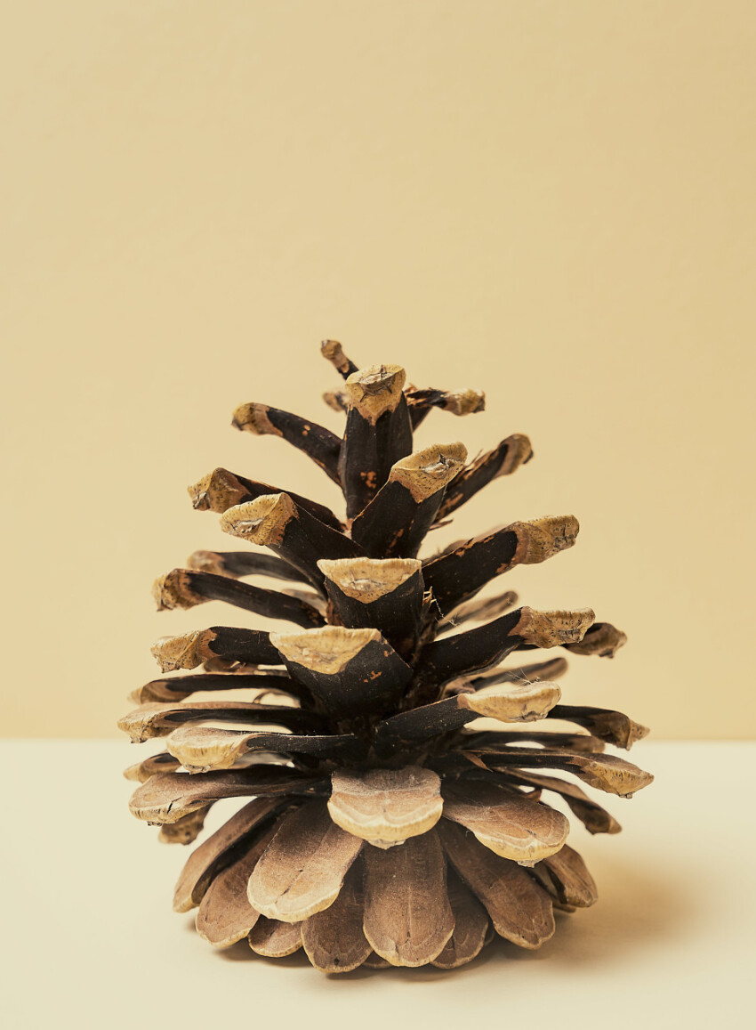 pinecone beautifully set in scene