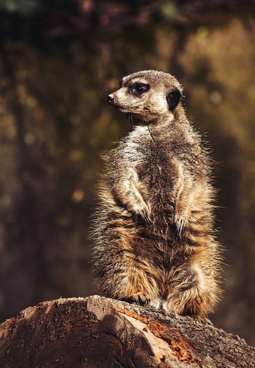 one meerkat guard