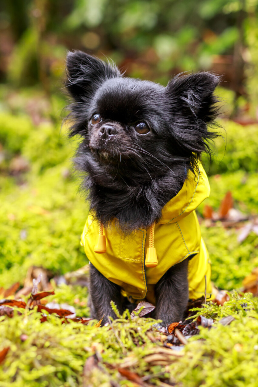 adorable little chihuahua dog wearing a yellow oil jacket in the autumn forest during some rain