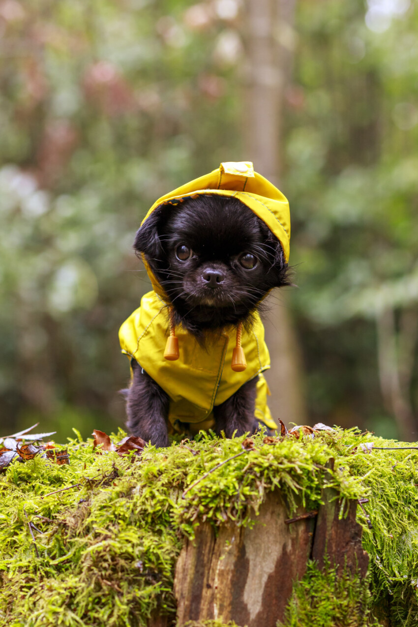 adorable little chihuahua dog wearing a yellow oil jacket in the autumn forest during some rain