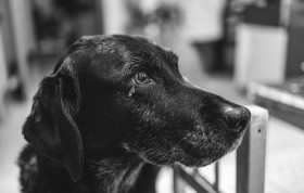 Stock Image: 15 Year Old Black Labrador Dog Lady