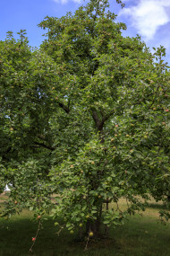 Stock Image: A beautiful apple tree with plenty of apples in July
