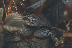 Stock Image: a big spider on a leaf
