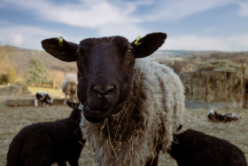 Stock Image: A black-headed mother sheep with her two black lambs