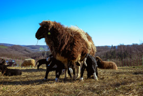 Stock Image: A brown and white spotted mother sheep with her two lambs