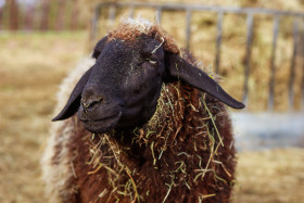 Stock Image: A brown and white spotted sheep