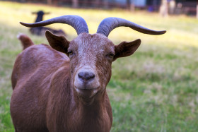 Stock Image: a brown goat on the meadow