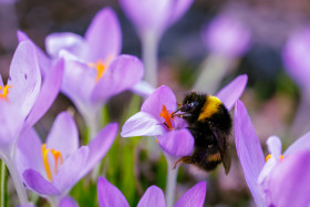 Stock Image: A bumblebee on a crocus flower in spring