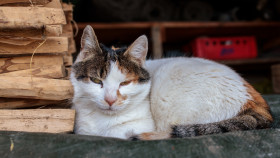 Stock Image: A cat living on the farm