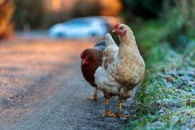 Stock Image: A chicken by the roadside