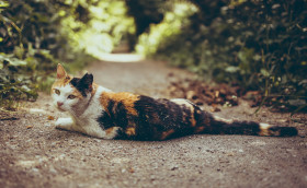 Stock Image: A colorful lucky cat lies in the middle of the forest path (tri-color cat)