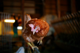 Stock Image: A curious hen in a stable