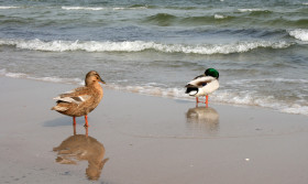 Stock Image: A cute duck couple on the beach
