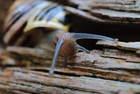 Stock Image: A cute Garden Snail after rain