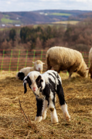 Stock Image: A cute little white and black spotted lamb