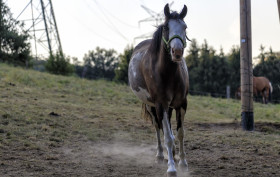 Stock Image: A dark brown horse with a white head stirs up dust