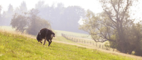 Stock Image: A dog walks across a hilly meadow in the fog